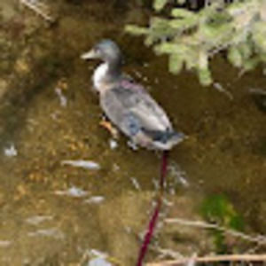 Meet your Posher, Jackson